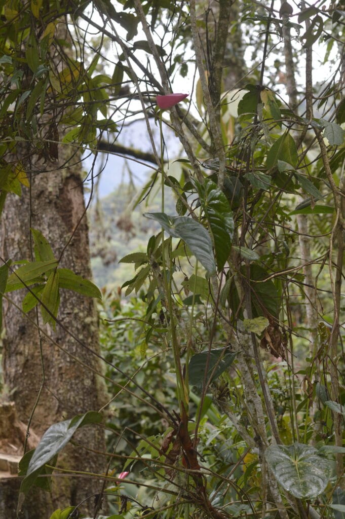 Investigadores UIS descubrieron el Anthurium comuneros imagen de la publicación