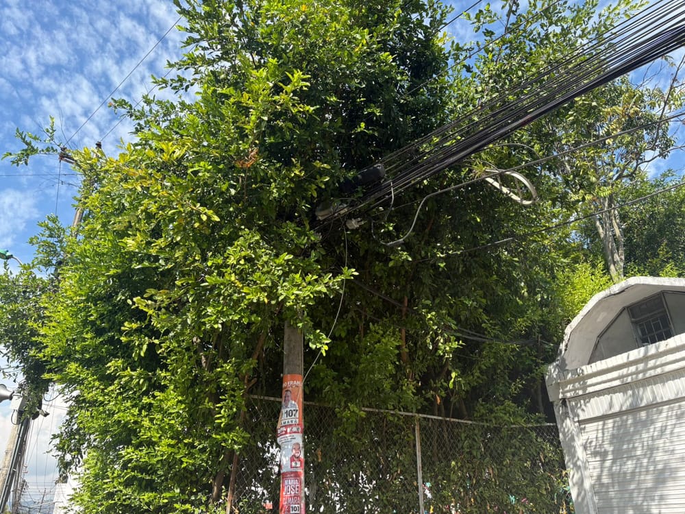 Poda de árboles indispensable   para evitar tragedias en Bucaramanga imagen de la publicación