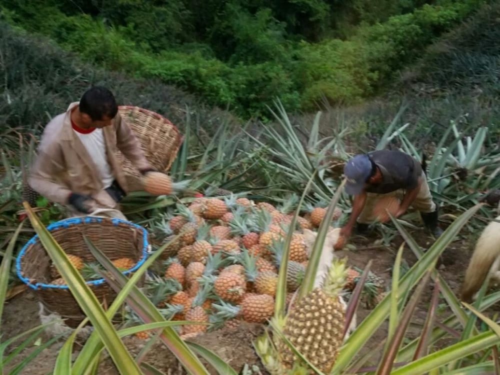 Campo colombiano amenazado por efectos de la guerra en Oriente Medio imagen de la publicación