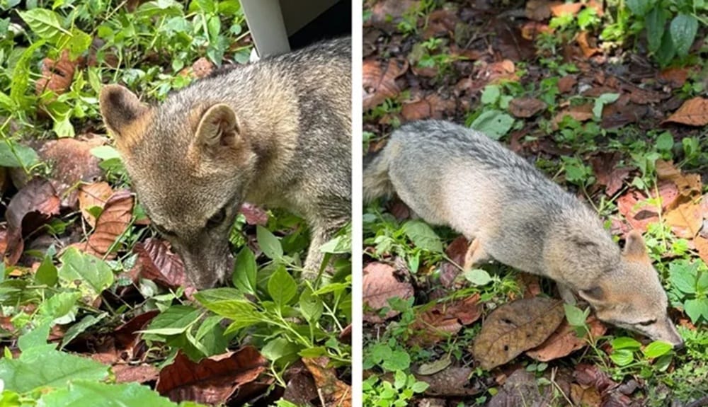 Feliz regreso de fauna salvaje a su hábitat natural en Piedecuesta imagen de la publicación