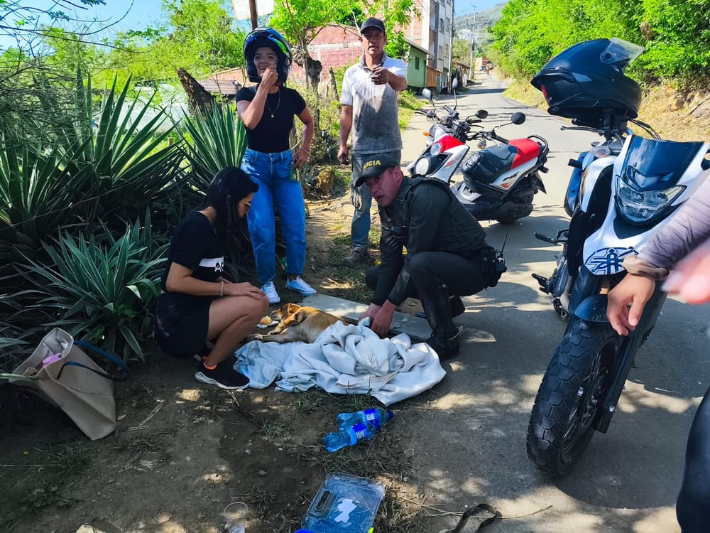 Policía en Santander rescata a mascota luego de ser arrollada por un vehículo imagen de la publicación