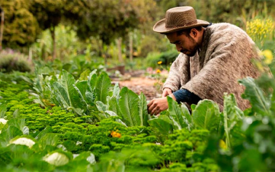 Senado analiza proyecto de ley para “preservar la cultura campesina” imagen de la publicación
