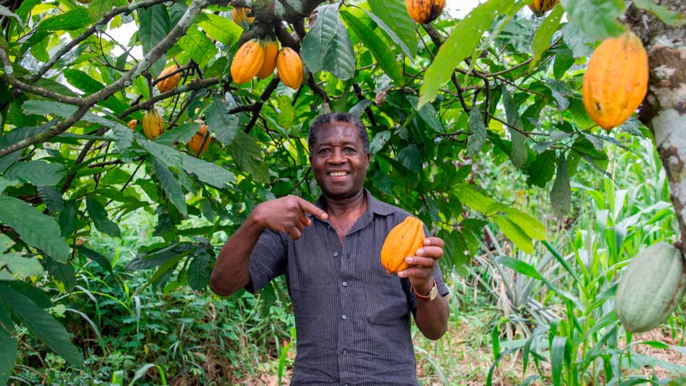 Así funcionará la entrega de $147 mil millones en subsidios para campesinos imagen de la publicación