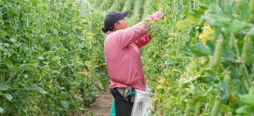 Van $147.000 millones en subsidios para el campo colombiano imagen de la publicación