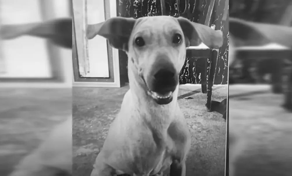 Justicia para Kyra y millonaria multa para su agresor imagen de la publicación