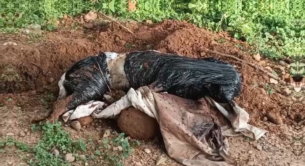 Piden procesar bajo Ley Ángel a hombre que asesinó a la perra Kyra de forma cruel en Bucaramanga imagen de la publicación