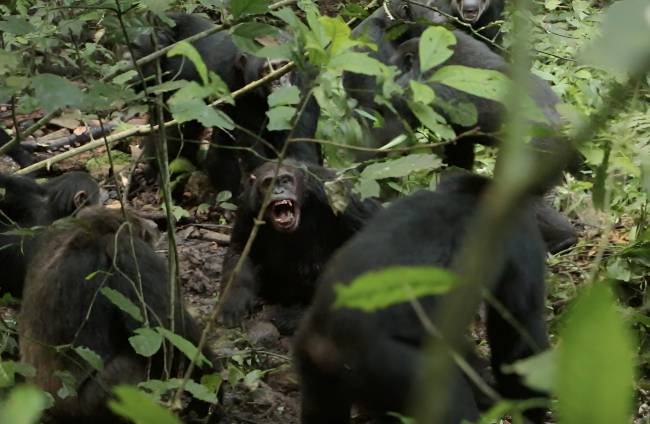 Chimpancés en guerra: ocho años de violencia sacuden selva de Uganda imagen de la publicación