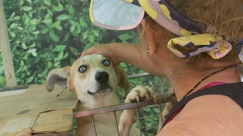 Jornada de bienestar animal en Bucaramanga este 19 de abril imagen de la publicación