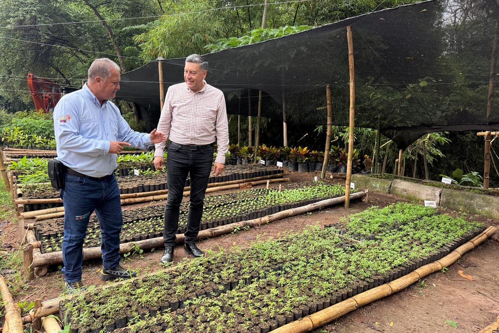 Creados viveros de especies nativas para reforestar a Santander imagen de la publicación