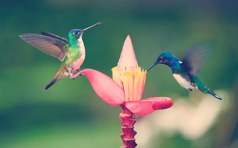 Colombia ratificó su liderazgo mundial como destino para el avistamiento de aves con más de 1.500 especies registradas imagen de la publicación