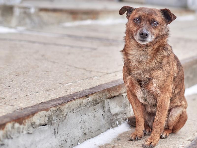 Estalla polémica en Barrancabermeja por circular contra animales: ¿A la calle los perros y gatos de los colegios?” imagen de la publicación