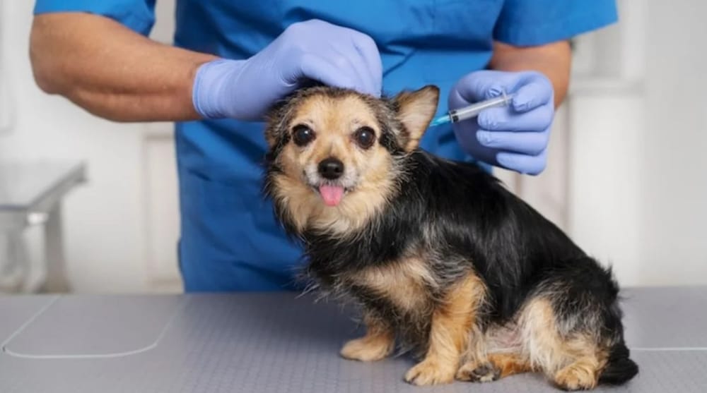 Campaña de vacunas para mascotas en Floridablanca imagen de la publicación