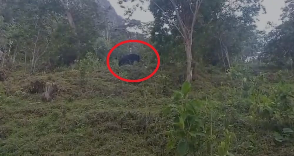 Protección y cuidados prioritarios para osos de anteojos avistados en Santander imagen de la publicación
