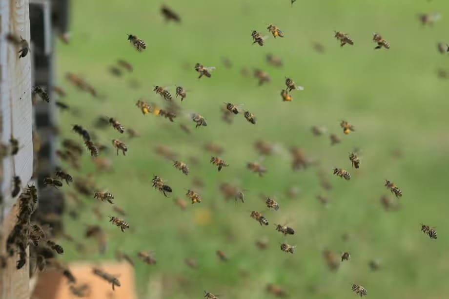 Ataque de abejas mató a adulto mayor en zona rural de Santander imagen de la publicación
