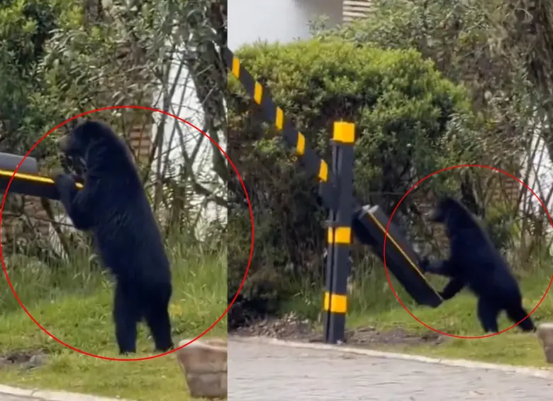 Un visitante inesperado: un oso andino sorprendió a residentes de un conjunto imagen de la publicación
