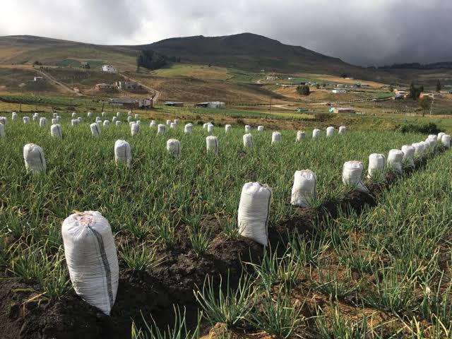 Petro permitirá vocaciones agrícolas en Santurbán imagen de la publicación