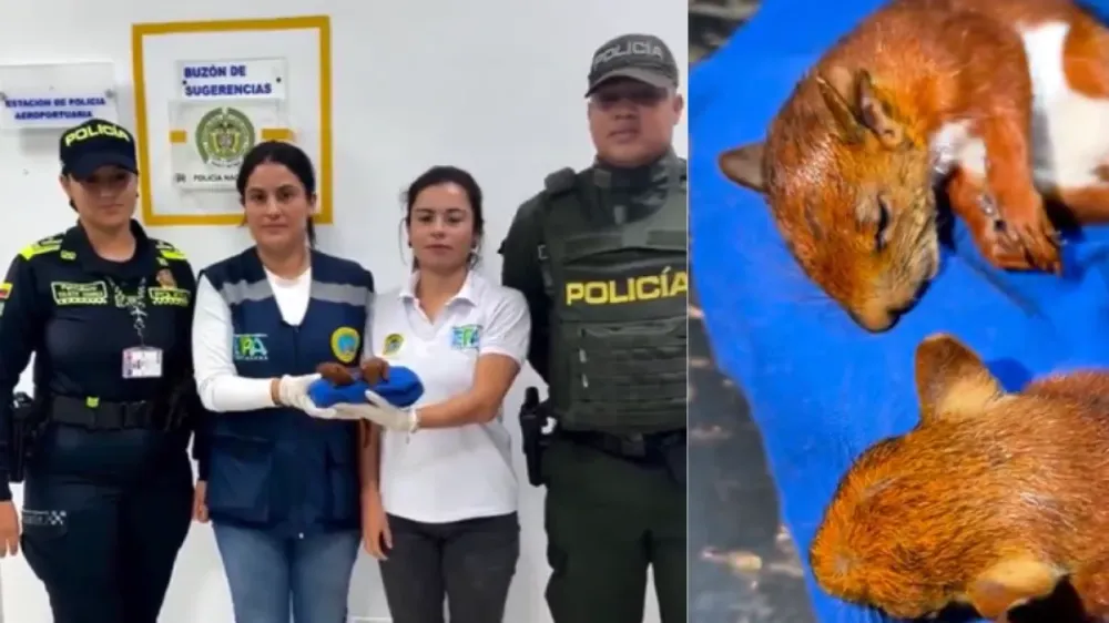 Capturan a hombre que intentó sacar dos ardillas del país ocultas en sus genitales imagen de la publicación