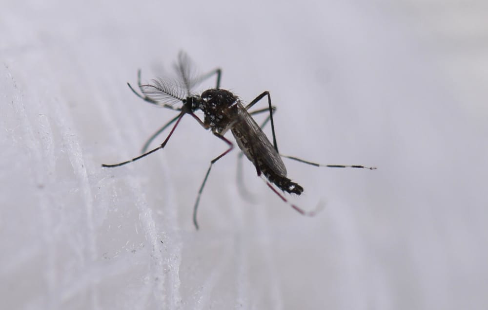 El dengue no da tregua en Santander y contagios crecen imagen de la publicación