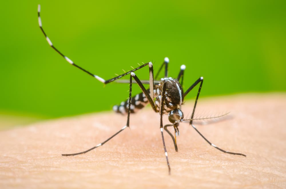 El dengue gana terreno: calor y sequías por El Niño podrían disparar contagios en Colombia imagen de la publicación