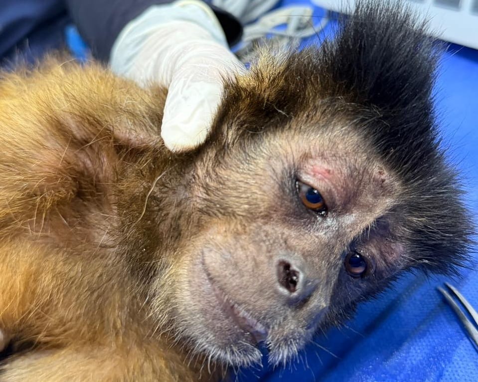 Lo arrancaron de la selva para encerrarlo en una jaula: la historia del mono maicero rescatado por la CDMB en Floridablanca imagen de la publicación