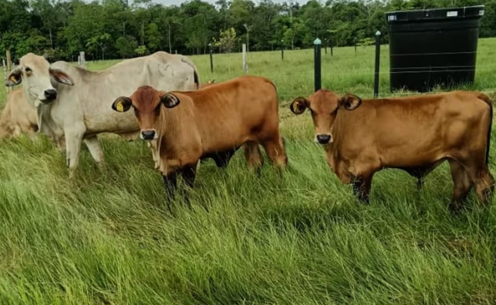 Grave riesgo por presencia de animales en las vías de Girón imagen de la publicación
