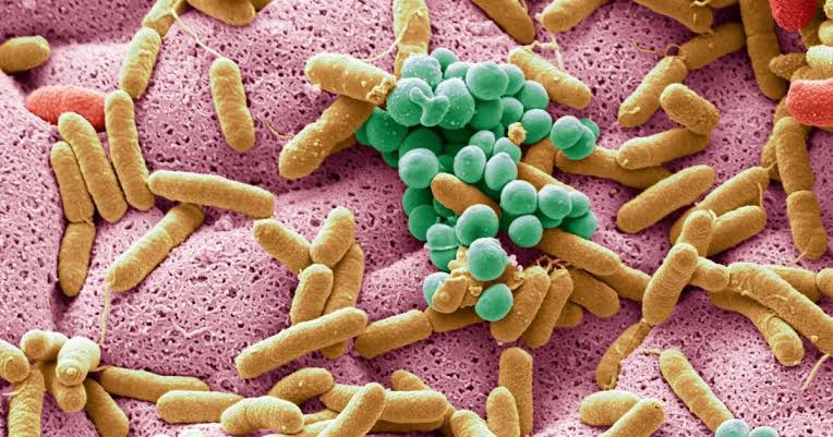La microbiota intestinal: cómo los hábitos diarios y las vacaciones pueden afectar la salud digestiva imagen de la publicación