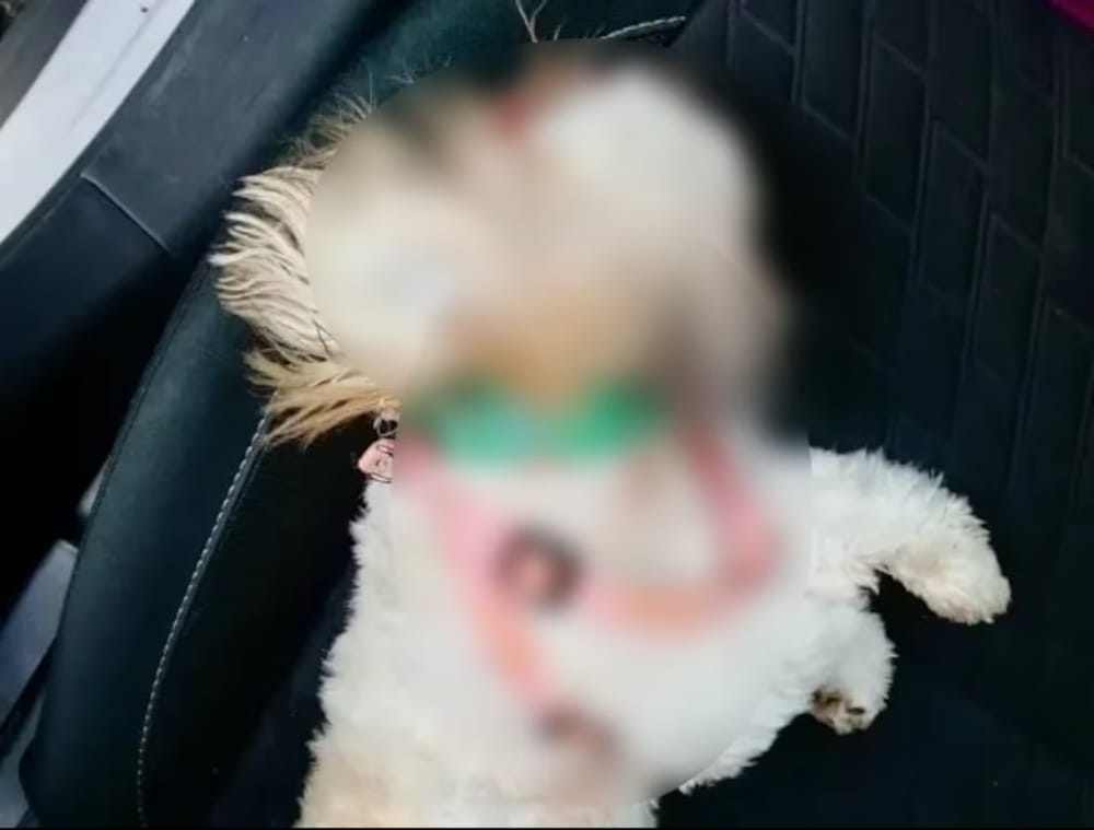 Lanzó a una cachorra desde un octavo piso luego de agredir a su pareja imagen de la publicación