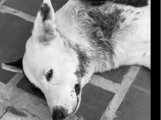 Indignación en Bucaramanga: reportan perro gravemente herido y piden ayuda urgente para salvarlo imagen de la publicación