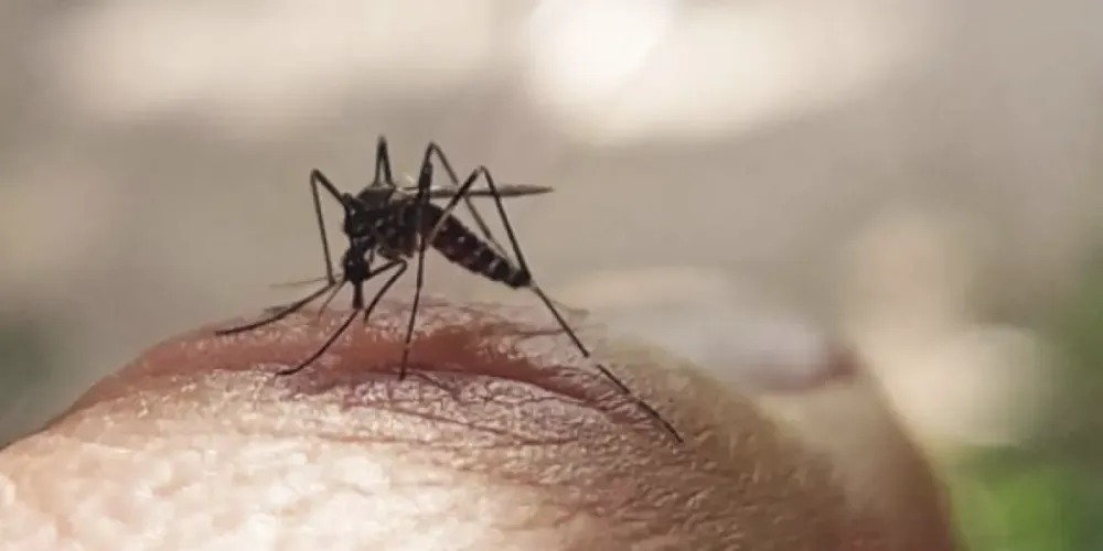 Colombia podría estar registrando hasta 25 veces más casos de dengue de los reportados oficialmente imagen de la publicación