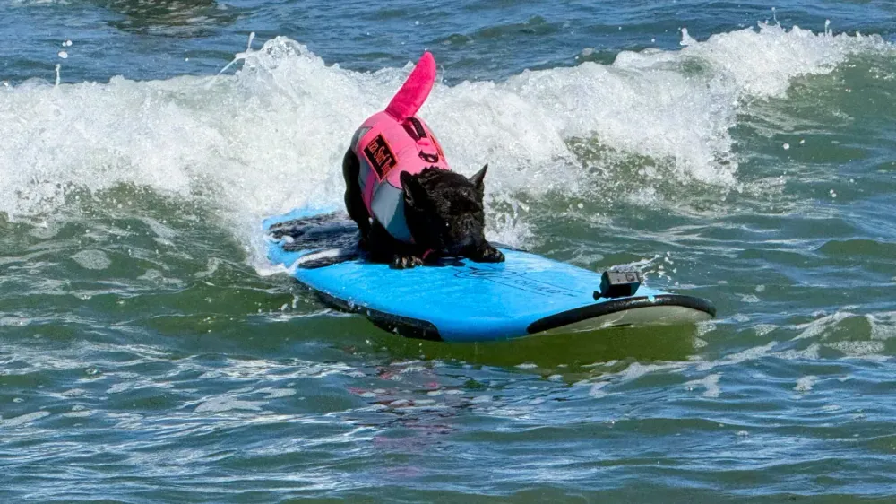 Perros desafiaron las olas en el Mundial de Surf Canino de California imagen de la publicación