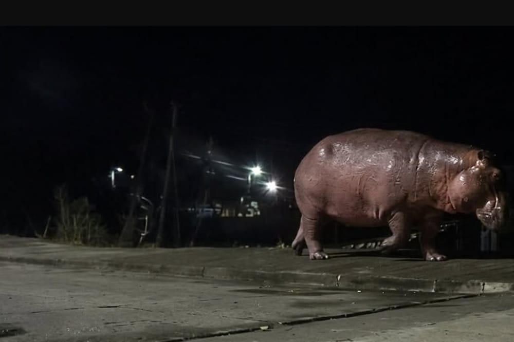 Hipopótamos siguen acercándose a las zonas urbanas en Barrancabermeja imagen de la publicación