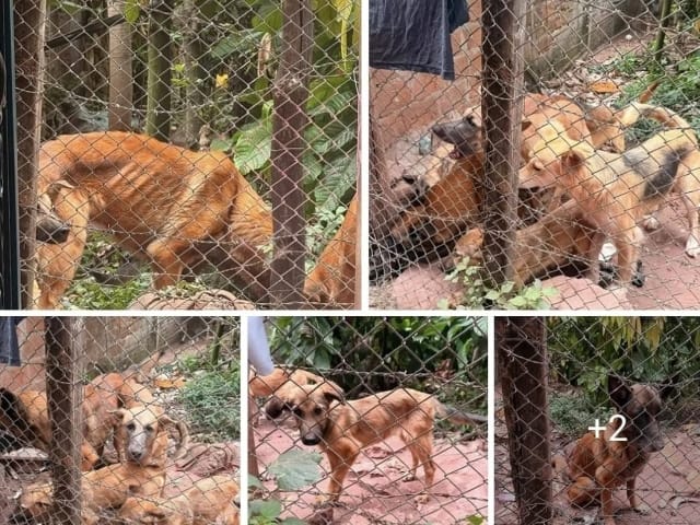 Comunidad de Piedecuesta denuncia abandono de seis perros en lote imagen de la publicación