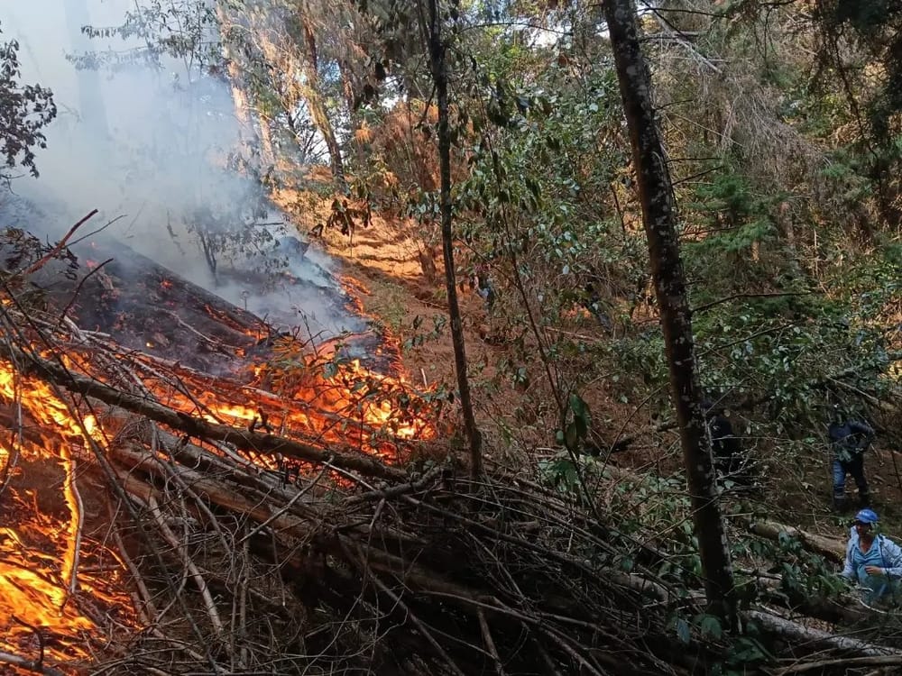 Incendio de grandes proporciones consume el bosque de la vereda Pantanos en Charta imagen de la publicación