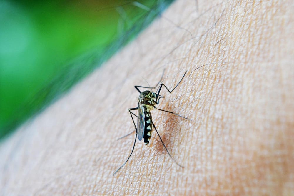 Takeda y la OPS impulsan nuevo acuerdo para ampliar el acceso a la vacunación contra el dengue en América Latina imagen de la publicación