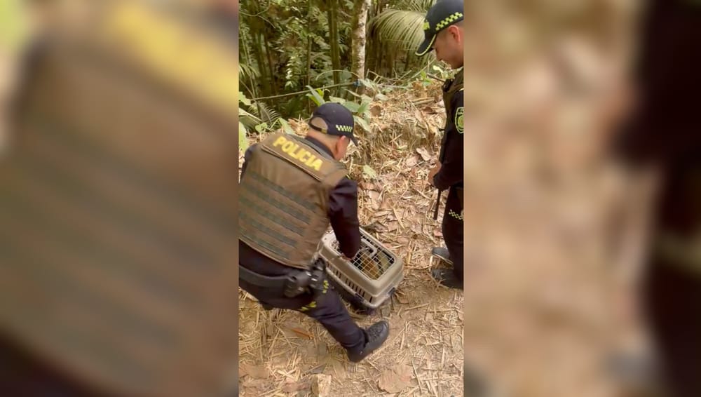 Policía rescata oso hormiguero que apareció herido en un hotel en Santander imagen de la publicación