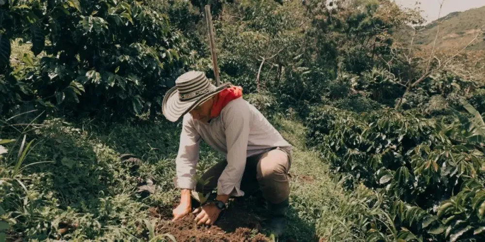 Federación de Cafeteros aumenta pago por pasilla ante efectos del fenómeno de El Niño imagen de la publicación