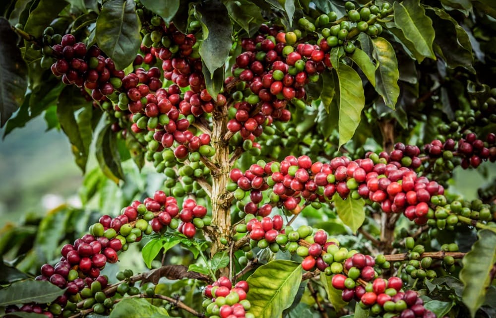 Cafeteros de Aratoca piden ayuda debido al fuerte verano que diezma sus cosechas imagen de la publicación