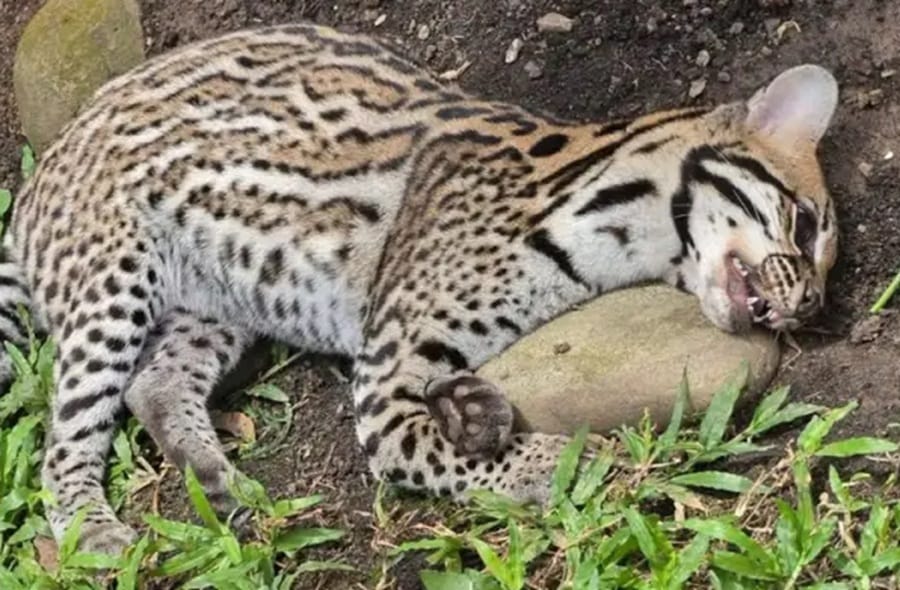 Hallado muerto un leopardo  en Cabecera del Llano, Bucaramanga imagen de la publicación