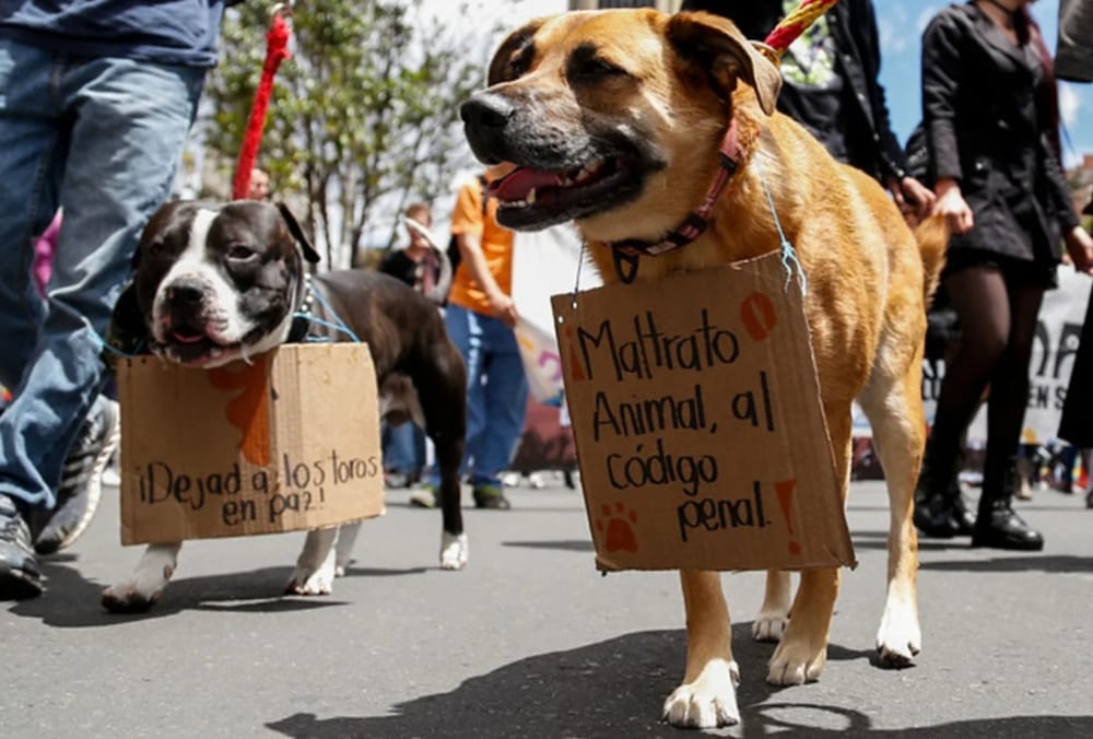 Bucaramanga se une a la marcha nacional contra el maltrato animal imagen de la publicación