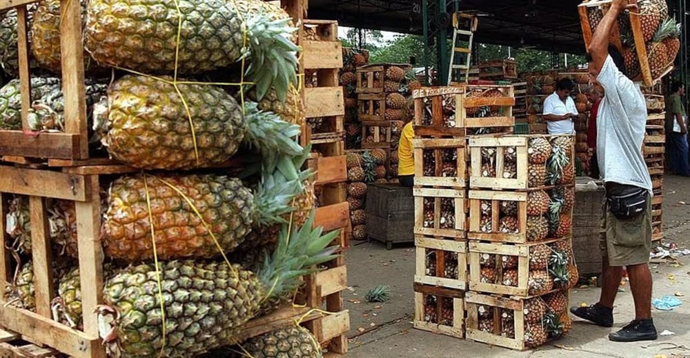 Lebrija invita a todo el mundo a chupar piña durante cuatro días en octubre imagen de la publicación