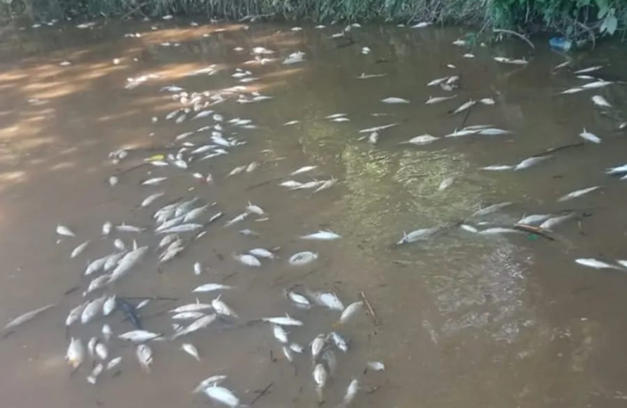 Volvió a presentarse mortandad  de peces en el río Lebrija,en Santander imagen de la publicación