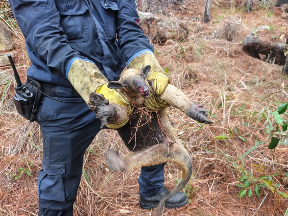 Fauna silvestre, la otra víctima de los incendios forestales en Girón imagen de la publicación