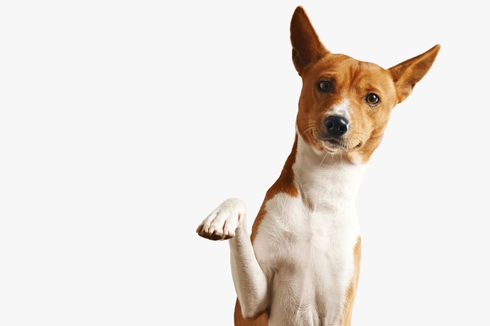 Adoptar es solo el primer paso: claves para ayudar a un perro a adaptarse a su nuevo hogar imagen de la publicación