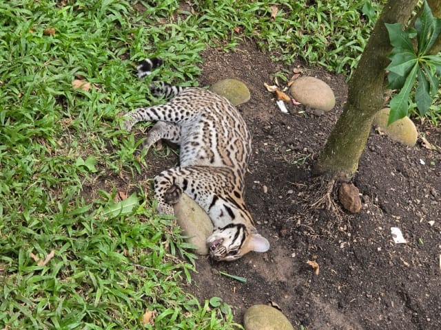 Hallan muerto un ejemplar de fauna silvestre en un jardín de Cabecera, Bucaramanga imagen de la publicación
