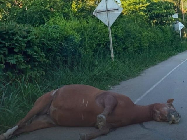 Caballo muerto terminó abandonado sobre carretera en Santander imagen de la publicación