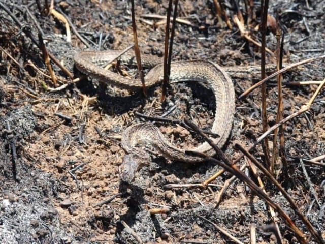 Más de 20 hectáreas en cenizas: la tragedia que arrasó con la fauna en Girón imagen de la publicación