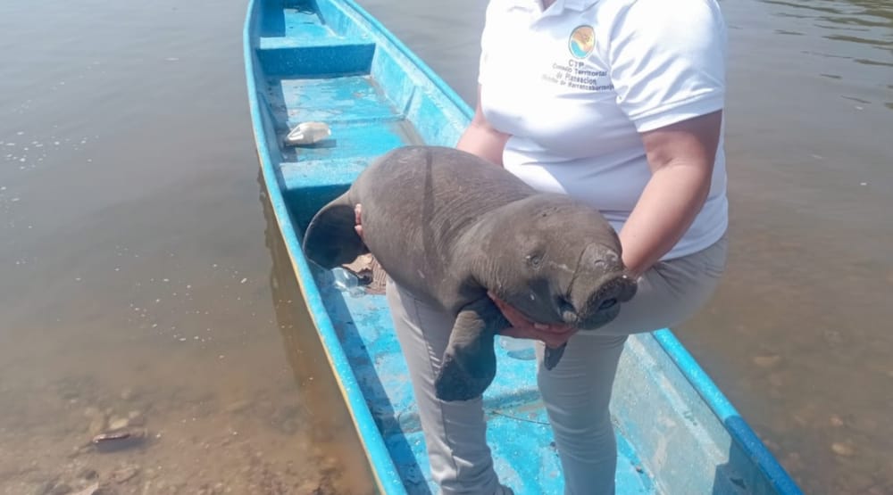Compromiso general para salvar y preservas el manatí antillano en Barrancabermeja imagen de la publicación