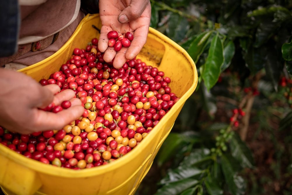 Derrumbe destruyó más de 300 matas de café en Contratación imagen de la publicación