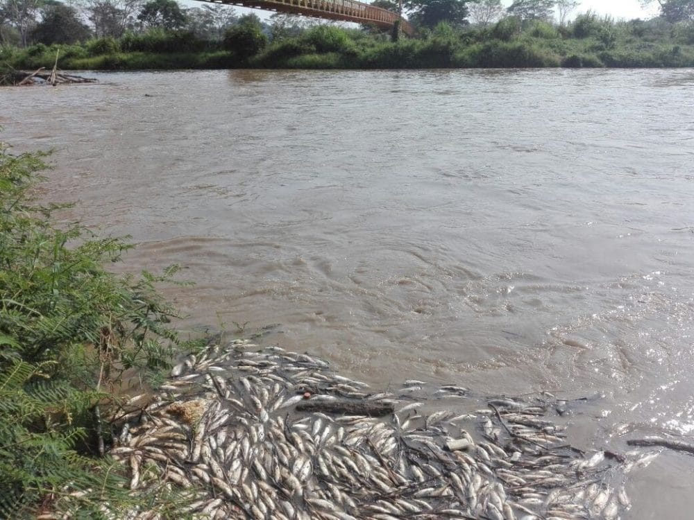 Nueva alerta por peces muertos en el río Lebrija: comunidad demanda planta de tratamiento de aguas imagen de la publicación