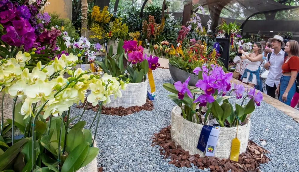 ‘La Ciudad Bonita’ abrió plazuela para la diversidad de las orquídeas imagen de la publicación